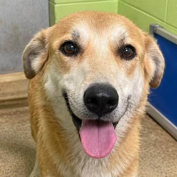 Anna -  Husky and Great Pyrenees Dog for Adoption in Fort Payne, Alabama - Anna | PetCurious