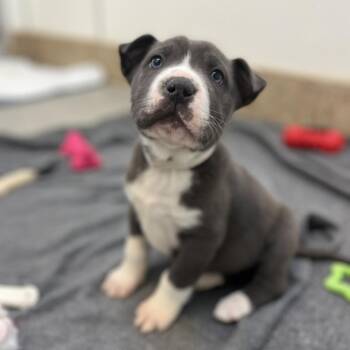 Thumbtack -  Pit Bull Terrier and Mixed Breed Dog for Adoption in Kanab, Utah - Thumbtack | PetCurious