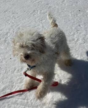 Mixed Breed Dogs Available for Adoption - Humphrey | PetCurious