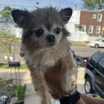 Mixed Breed Dogs Available for Adoption in Philadelphia, Pennsylvania - Mr. Hoppy | PetCurious