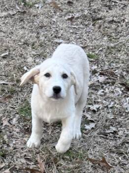 Great Pyrenees and Labrador Retriever Dogs Available for Adoption - Graham  | PetCurious