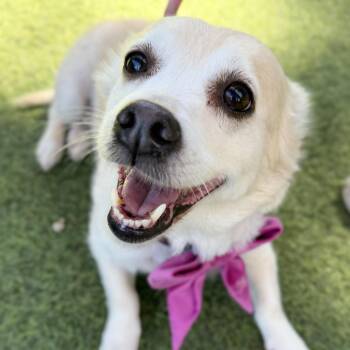 Corgi Dogs Available for Adoption - Cindy Crawford | PetCurious