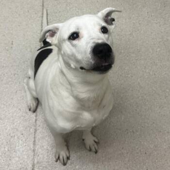 Dice -  Mixed Breed Dog for Adoption in Murray, Utah - Dice | PetCurious