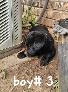 Orbit -  Australian Cattle Dog Blue Heeler and Black Labrador Retriever Dog Available for Adoption in Cleveland, Oklahoma - Orbit | PetCurious