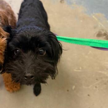 Harlow -  Mixed Breed Dog for Adoption in Memphis, Tennessee - Harlow | PetCurious