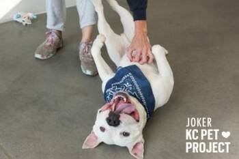 Pit Bull Terrier and Mixed Breed Dogs Available for Adoption in Kansas City, Missouri - Joker | PetCurious