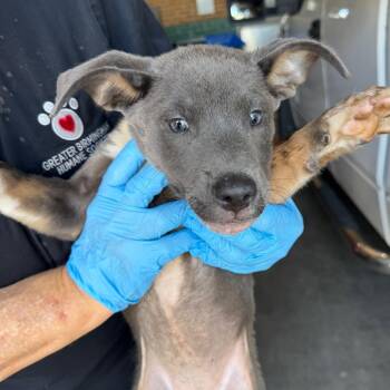 Syrena -  Pit Bull Terrier Dog for Adoption in Birmingham, Alabama - Syrena | PetCurious