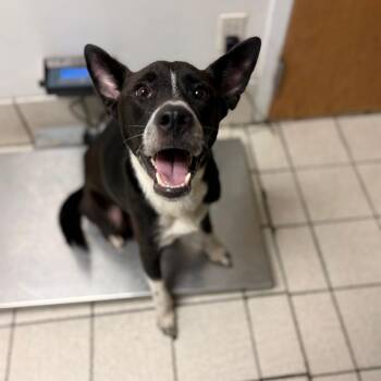 Bay Leaf -  Mixed Breed Dog for Adoption in Charleston, West Virginia - Bay Leaf | PetCurious