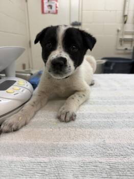 Friedrich -  Mixed Breed Dog for Adoption in Black Eagle, Montana - Friedrich | PetCurious