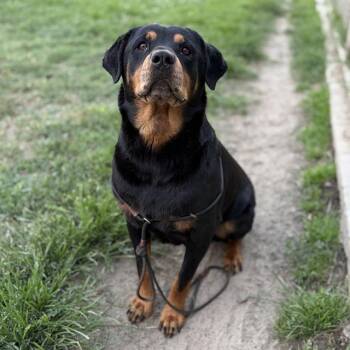 CHARLOTTE -  Rottweiler and Mixed Breed Dog for Adoption in Modesto, California - CHARLOTTE | PetCurious