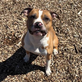 Mixed Breed Dogs Available for Adoption in Wappingers Falls, New York - Chop | PetCurious