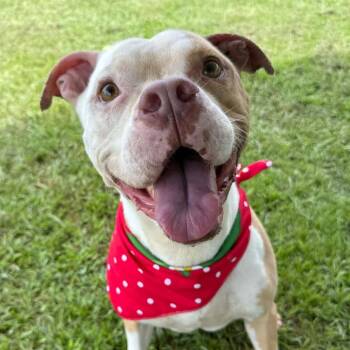 Indy -  Mixed Breed Dog for Adoption - Indy | PetCurious