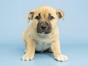Pit Bull Terrier and Chow Chow Dogs Available for Adoption in Phoenix, Arizona - BRIE | PetCurious