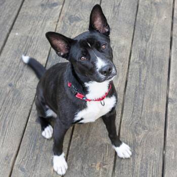 Denali -  Husky and Border Collie Dog for Adoption in Bristol, Indiana - Denali | PetCurious