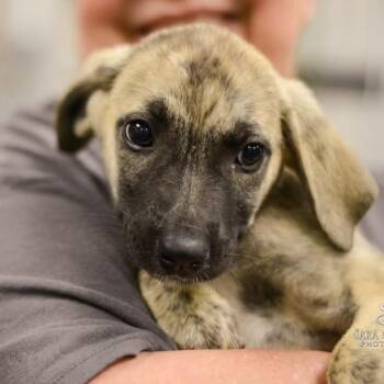 Saturnalia -  Mixed Breed Dog Available for Adoption in Walker, Michigan - Saturnalia | PetCurious