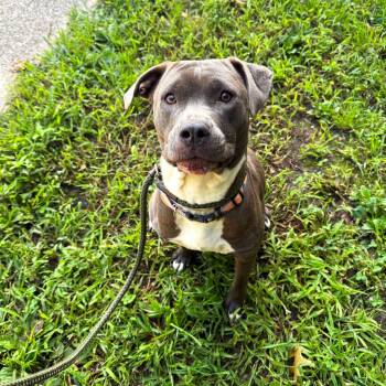 Arizona -  Mixed Breed Dog for Adoption in Brookhaven, New York - Arizona | PetCurious