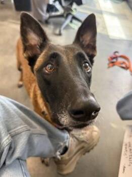Rogue -  Belgian Shepherd Malinois and Mixed Breed Dog for Adoption in Atlanta, Georgia - Rogue | PetCurious
