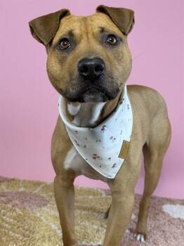 Boxer and Mixed Breed Dogs Available for Adoption in Omaha, Nebraska - PICO | PetCurious