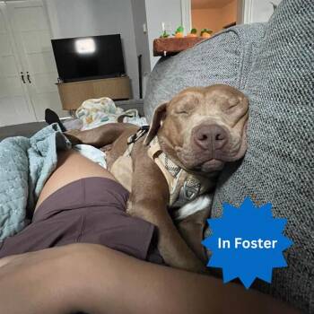 CINNAMON -  Pit Bull Terrier Dog for Adoption in Indianapolis, Indiana - CINNAMON | PetCurious