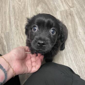 Spaniel Dogs Available for Adoption in San Jacinto, California - Nike | PetCurious