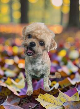 Daisy -  Shorkie Dog for Adoption in Dallas, Georgia - Daisy | PetCurious