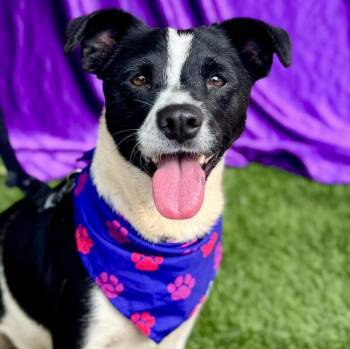 Rescue Jack Russell Terrier and Mixed Breed Dogs for Adoption in Rowland Heights, California - CIARA | PetCurious