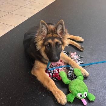 Argos -  German Shepherd Dog Dog for Adoption in Pasadena, California - Argos | PetCurious