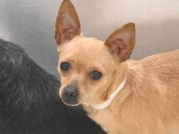 Wanda -  Chihuahua Dog for Adoption in Portland, Oregon - Wanda | PetCurious