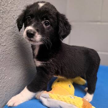 Dally -  Border Collie Dog for Adoption in Gainesville, Texas - Dally | PetCurious
