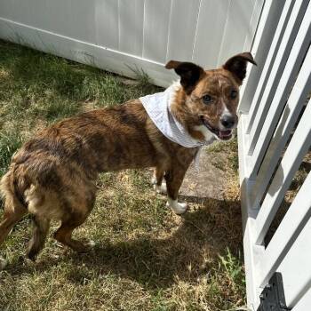 Sylvie (Kiwi) -  Shepherd Dog for Adoption in Logan, Utah - Sylvie (Kiwi) | PetCurious