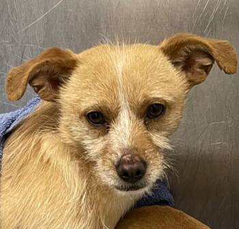 Chihuahua Dogs Available for Adoption - Ali | PetCurious