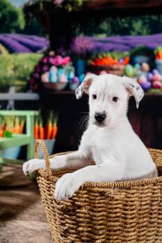 Mixed Breed Dogs Available for Adoption - Zippy | PetCurious