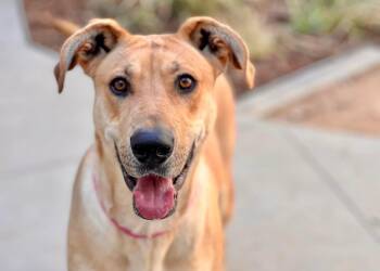 Great Dane Dogs Available for Adoption in Santa Monica, California - Tiana | PetCurious