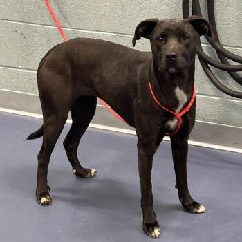 Black Labrador Retriever Dogs Available for Adoption in Greensboro, North Carolina - Frogger | PetCurious