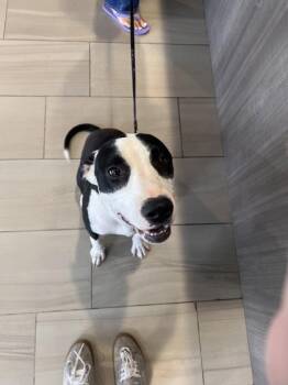 Guirro - 1 -  Pit Bull Terrier and Mixed Breed Dog for Adoption in Daytona Beach, Florida - Guirro - 1 | PetCurious