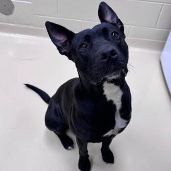 Roberta -  Mixed Breed Dog for Adoption in Winston-salem, North Carolina - Roberta | PetCurious