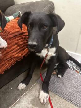 Great Dane and Labrador Retriever Dogs Available for Adoption in Neosho, Missouri - Sparky | PetCurious
