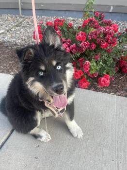 Pogo -  Husky and Shepherd Dog for Adoption in Lafayette, Colorado - Pogo | PetCurious