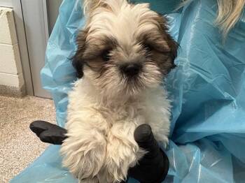 RICK -  Shih Tzu Dog for Adoption in Pueblo, Colorado - RICK | PetCurious