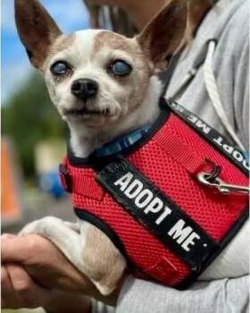 Rescue Chihuahua Dogs for Adoption in Cumberland, Maine - Papi In Colorado | PetCurious