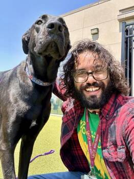 Darla -  Great Dane and Mixed Breed Dog for Adoption in Wichita, Kansas - Darla | PetCurious