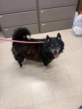 Dakota -  Pomsky Dog for Adoption in Yorkville, Illinois - Dakota | PetCurious