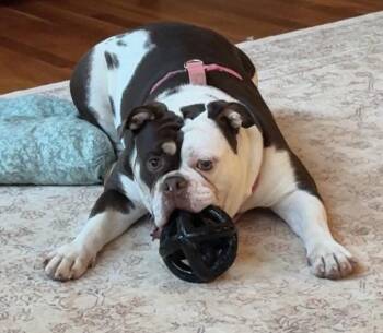 Beatrice -  English Bulldog Dog for Adoption in Holly Springs, North Carolina - Beatrice | PetCurious