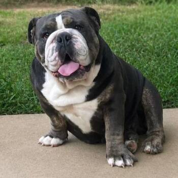 Dumpling -  English Bulldog Dog for Adoption in Oak Bluffs, Massachusetts - Dumpling | PetCurious