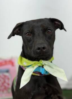 Tim-One of our Amazing Rescue Dogs -  Whippet and Italian Greyhound Dog for Adoption in Carlsbad, California - Tim-One Of Our Amazing Rescue Dogs | PetCurious