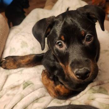 Labrador Retriever and Terrier Dogs Available for Adoption - Bourbon | PetCurious