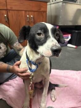 Rescue Border Collie Dogs for Adoption in Springfield, Missouri - Oreo | PetCurious