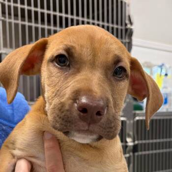 McDreamy -  Hound and Mixed Breed Dog for Adoption in Greensboro, Georgia - McDreamy | PetCurious