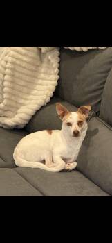 Chihuahua Dogs Available for Adoption - Max | PetCurious