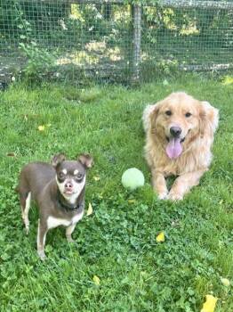 GREG -  Chihuahua Dog for Adoption in Dedham, Massachusetts - GREG | PetCurious